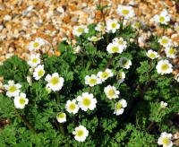 Pure white flowers and yellowish-green centres over fresh green foliage